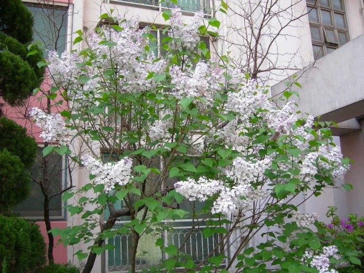 백라일락 개화모습 