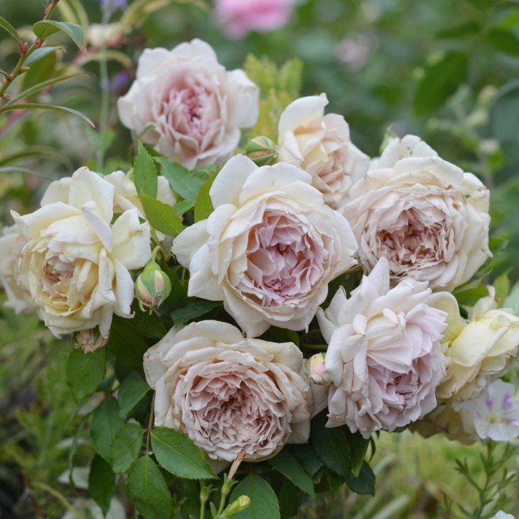 로즈로브도르(Rose Robe D’or)
