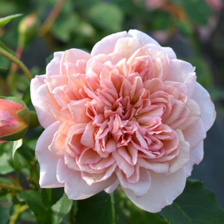 브로도리(Broderi)
